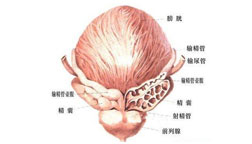 前列腺疾病