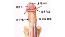 生殖整形