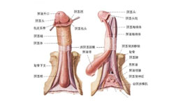 性功能障碍